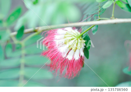 Calliandra surinamensis Benth,  Leguminosae Mimosoideae or  Powderpuff tree or Calliandra 135786560