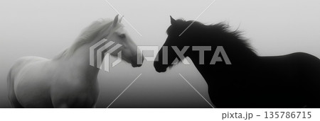 Black and white horses connecting in a minimalist concept. Two horses, one white and one black, facing each other on a misty light background Black and white horses connecting in a minimalist concept. Two horses, one white and one black, facing each other on a misty light background 135786715