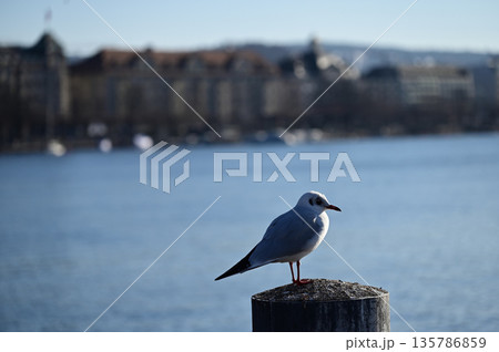 チューリッヒ湖に佇む一羽の鳥 135786859
