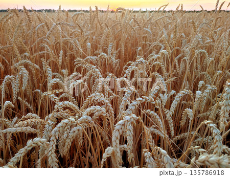 Ears of ripe wheat close-up. Ripe wheat growing in a field in summer. Ripe spikes of wheat growing in a wheat field. Agricultural landscape. Agrarian scenery. Harvesting 135786918