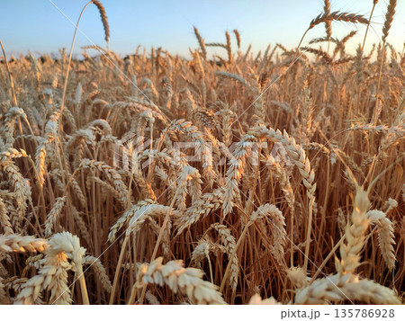 Growing wheat in field and blue sky in summer evening or morning during sunset or sunrise. Ripe ears of wheat in a calm windless sunset dawn. Ripening spike of wheat in field. Spike of wheat close-up Growing wheat in field and blue sky in summer evening or morning during sunset or sunrise. Ripe ears of wheat in a calm windless sunset dawn. Ripening spike of wheat in field. Spike of wheat close-up 135786928