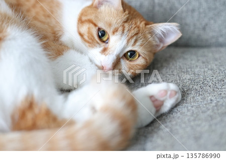 家ねこ 茶トラ 白茶 茶白 家ねこ 茶トラ 白茶 茶白 135786990