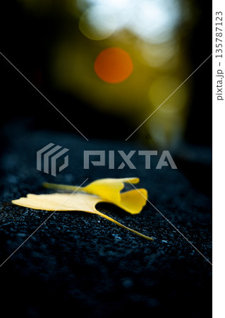 秋の余韻 イチョウの落ち葉 135787123