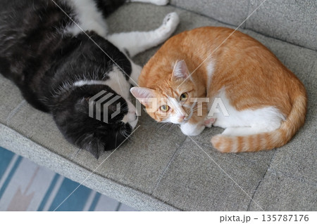 家猫　二匹　リラックス 135787176