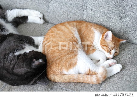 家猫　二匹　リラックス 135787177