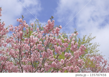快晴の青空をバックに、満開に咲き誇るピンクの八重桜 135787438