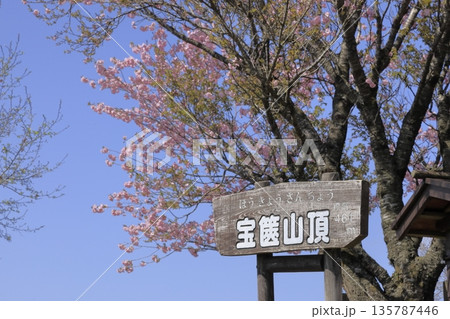 快晴の青空の下、満開の八重桜に彩られた、春の茨城県の宝篋山（ほうきょうさん）の頂上の風景 135787446