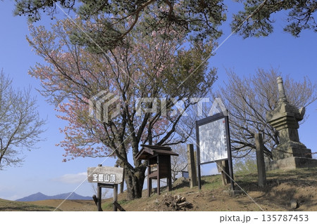 快晴の青空の下、満開の八重桜に彩られた、春の茨城県の宝篋山(ほうきょうさん)の頂上の風景 快晴の青空の下、満開の八重桜に彩られた、春の茨城県の宝篋山(ほうきょうさん)の頂上の風景 135787453