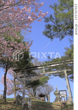 快晴の青空の下、満開の八重桜に彩られた、春の茨城県の宝篋山(ほうきょうさん)の頂上の風景 快晴の青空の下、満開の八重桜に彩られた、春の茨城県の宝篋山(ほうきょうさん)の頂上の風景 135787457
