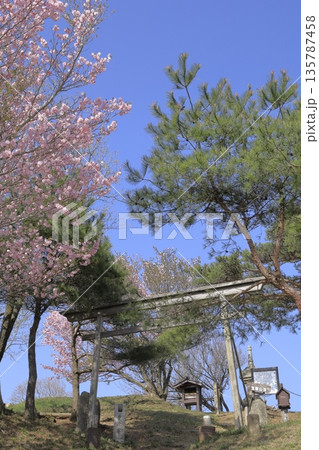 快晴の青空の下、満開の八重桜に彩られた、春の茨城県の宝篋山(ほうきょうさん)の頂上の風景 快晴の青空の下、満開の八重桜に彩られた、春の茨城県の宝篋山(ほうきょうさん)の頂上の風景 135787458
