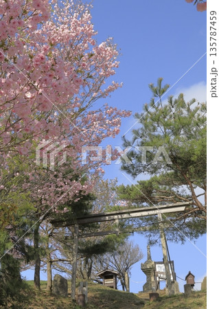 快晴の青空の下、満開の八重桜に彩られた、春の茨城県の宝篋山（ほうきょうさん）の頂上の風景 135787459