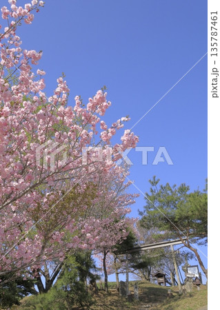 快晴の青空の下、満開の八重桜に彩られた、春の茨城県の宝篋山(ほうきょうさん)の頂上の風景 快晴の青空の下、満開の八重桜に彩られた、春の茨城県の宝篋山(ほうきょうさん)の頂上の風景 135787461