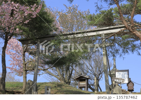 快晴の青空の下、満開の八重桜に彩られた、春の茨城県の宝篋山（ほうきょうさん）の頂上の風景 135787462