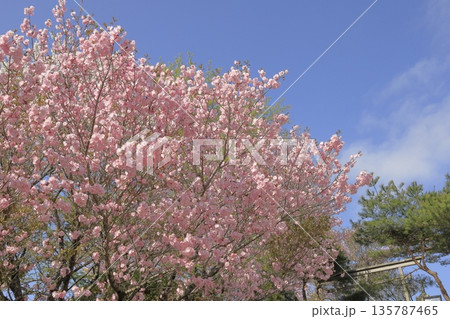 快晴の青空の下、満開の八重桜に彩られた、春の茨城県の宝篋山(ほうきょうさん)の頂上の風景 快晴の青空の下、満開の八重桜に彩られた、春の茨城県の宝篋山(ほうきょうさん)の頂上の風景 135787465