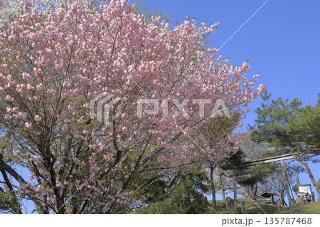 快晴の青空の下、満開の八重桜に彩られた、春の茨城県の宝篋山（ほうきょうさん）の頂上の風景 135787468
