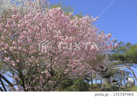 快晴の青空の下、満開の八重桜に彩られた、春の茨城県の宝篋山（ほうきょうさん）の頂上の風景 135787469