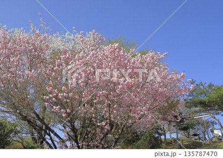 快晴の青空の下、満開の八重桜に彩られた、春の茨城県の宝篋山（ほうきょうさん）の頂上の風景 135787470