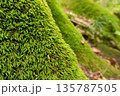 森の中の苔に覆われた木の幹 135787505