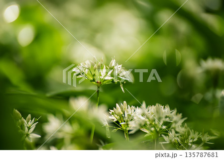 Wild garlic flowers growing in the spring forest. Ramson blossoms, seasonal background Wild garlic flowers growing in the spring forest. Ramson blossoms, seasonal background 135787681