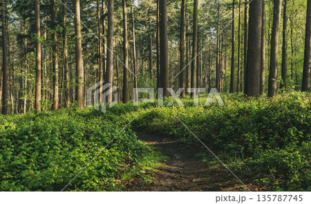 Spring sunny pine forest with path and green trees, natural background Spring sunny pine forest with path and green trees, natural background 135787745