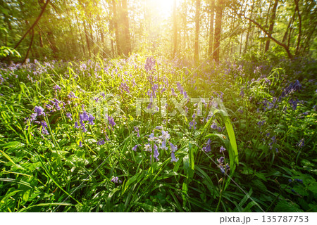 Blossoming lovely spring violet-blue forest flowers - common bluebells or Hyacinthoides, Belgium 135787753