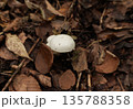 落ち葉の中に生える白いキノコ 135788358