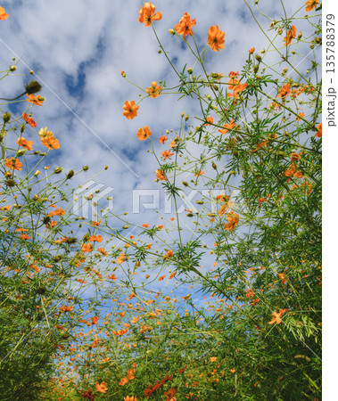 新庄町コスモス園 135788379