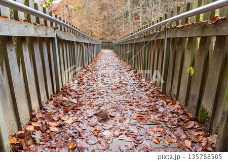 wooden bridge in nature wooden bridge in nature 135788505