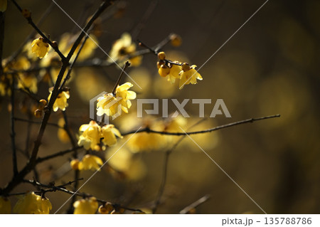 光に照らされるロウバイ 135788786