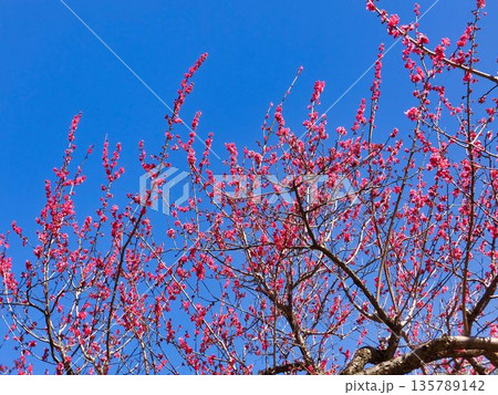 赤いウメの花、青空を背に 赤いウメの花、青空を背に 135789142