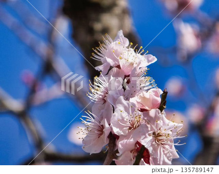 白いウメの花 白いウメの花 135789147