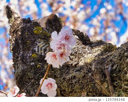 可愛らしい、白いウメの花 135789148