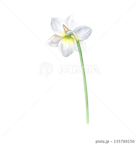 Watercolor illustration of the back of a white narcissus on a slender stem, botanical style. Ideal for invitations, stationery, prints, wedding decor, greeting cards, and floral branding 135789150