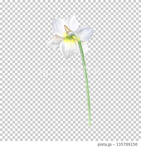 Watercolor illustration of the back of a white narcissus on a slender stem, botanical style. Ideal for invitations, stationery, prints, wedding decor, greeting cards, and floral branding 135789150