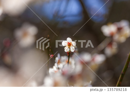 白梅の花 白梅の花 135789218