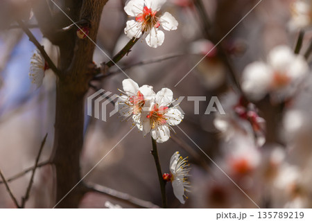 白梅の花 白梅の花 135789219