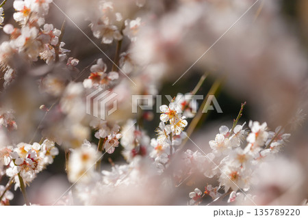 白梅の花 白梅の花 135789220