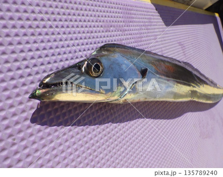 釣りたての太刀魚 釣りたての太刀魚 135789240