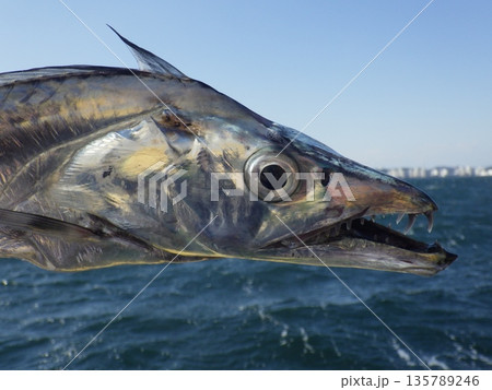 太刀魚とドラゴン 135789246