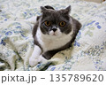 ナス　ブリティッシュショートヘアー 135789620