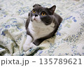 ナス　ブリティッシュショートヘアー 135789621