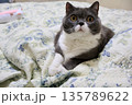 ナス　ブリティッシュショートヘアー 135789622