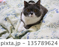 ナス　ブリティッシュショートヘアー 135789624