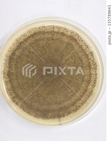 波の模様になったジャイアントコロニー 135789641