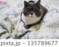 ナス　ブリティッシュショートヘアー 135789677