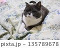 ナス　ブリティッシュショートヘアー 135789678