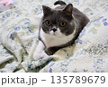 ナス　ブリティッシュショートヘアー 135789679