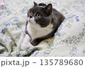 ナス　ブリティッシュショートヘアー 135789680