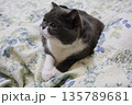 ナス　ブリティッシュショートヘアー 135789681