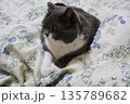 ナス　ブリティッシュショートヘアー 135789682